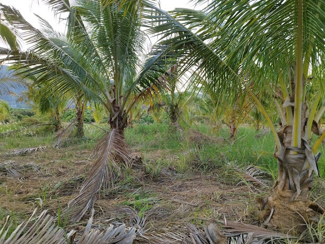 ขายที่ดินพร้อมสวนมะพร้าว 7 ไร่กว่า อำเภอกุยบุรี จังหวัดประจวบคีรีขันธ์ ในตำบลสามกระทาย โทร 081-011-7012